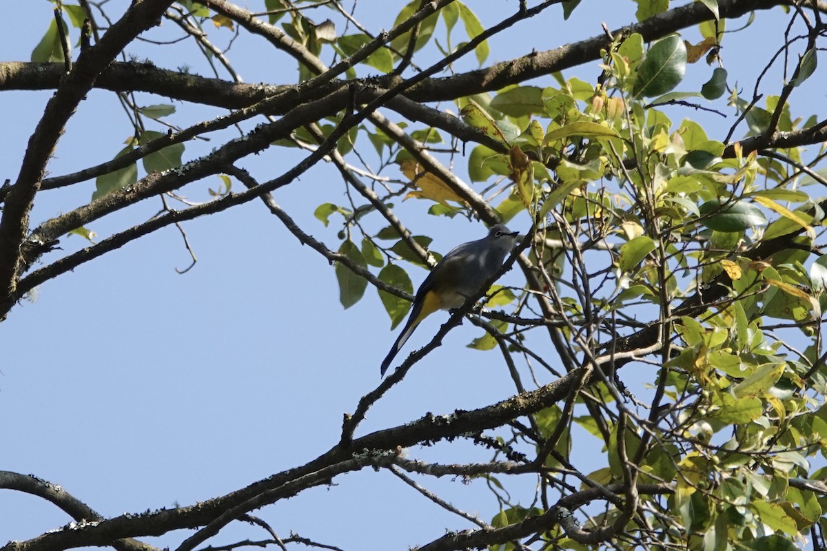 Gray Silky-flycatcher - Kathryn Young