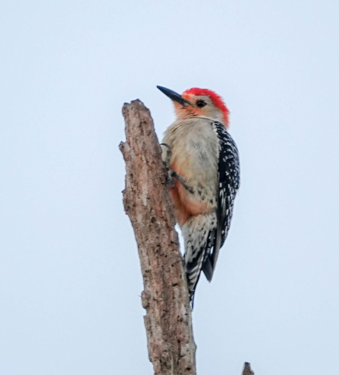 Red-bellied Woodpecker - ML143366171