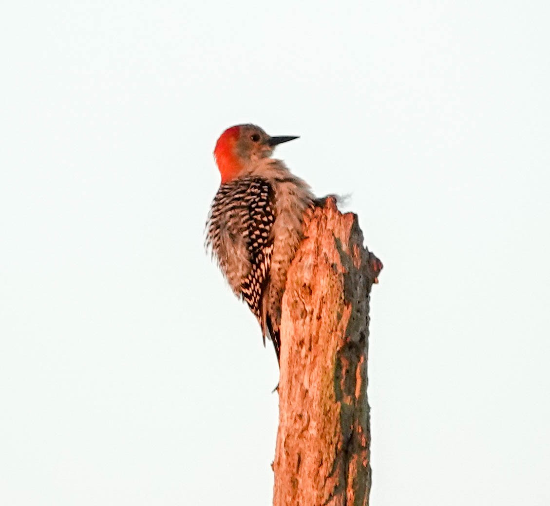 Red-bellied Woodpecker - ML143366191
