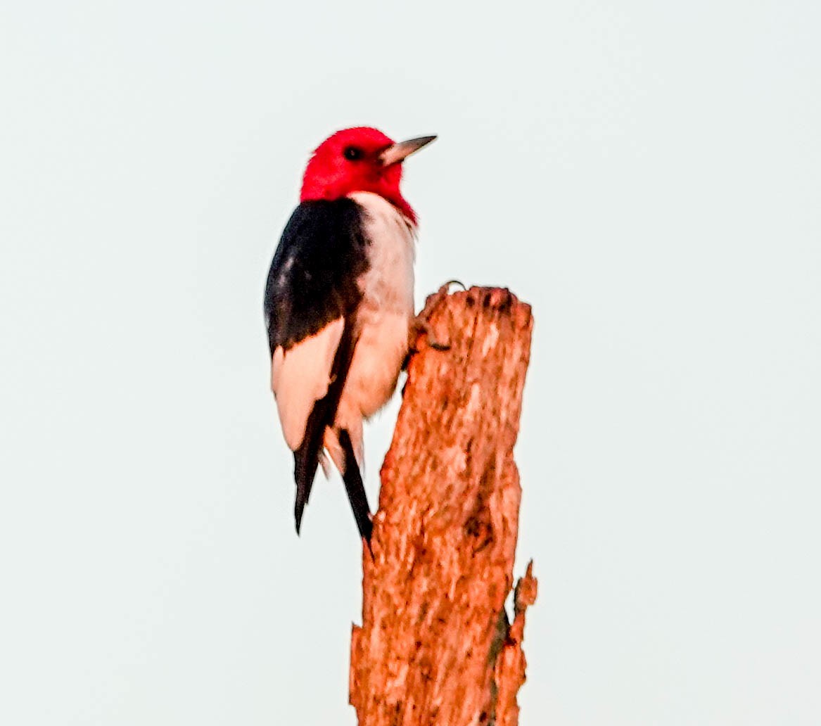 Red-headed Woodpecker - ML143366671