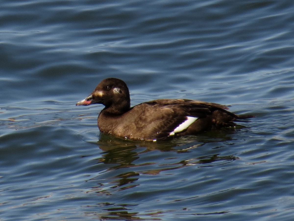 White-winged Scoter - WS Barbour