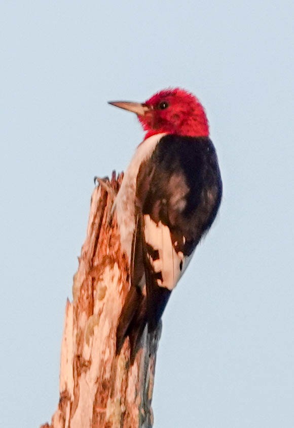 Red-headed Woodpecker - ML143366891