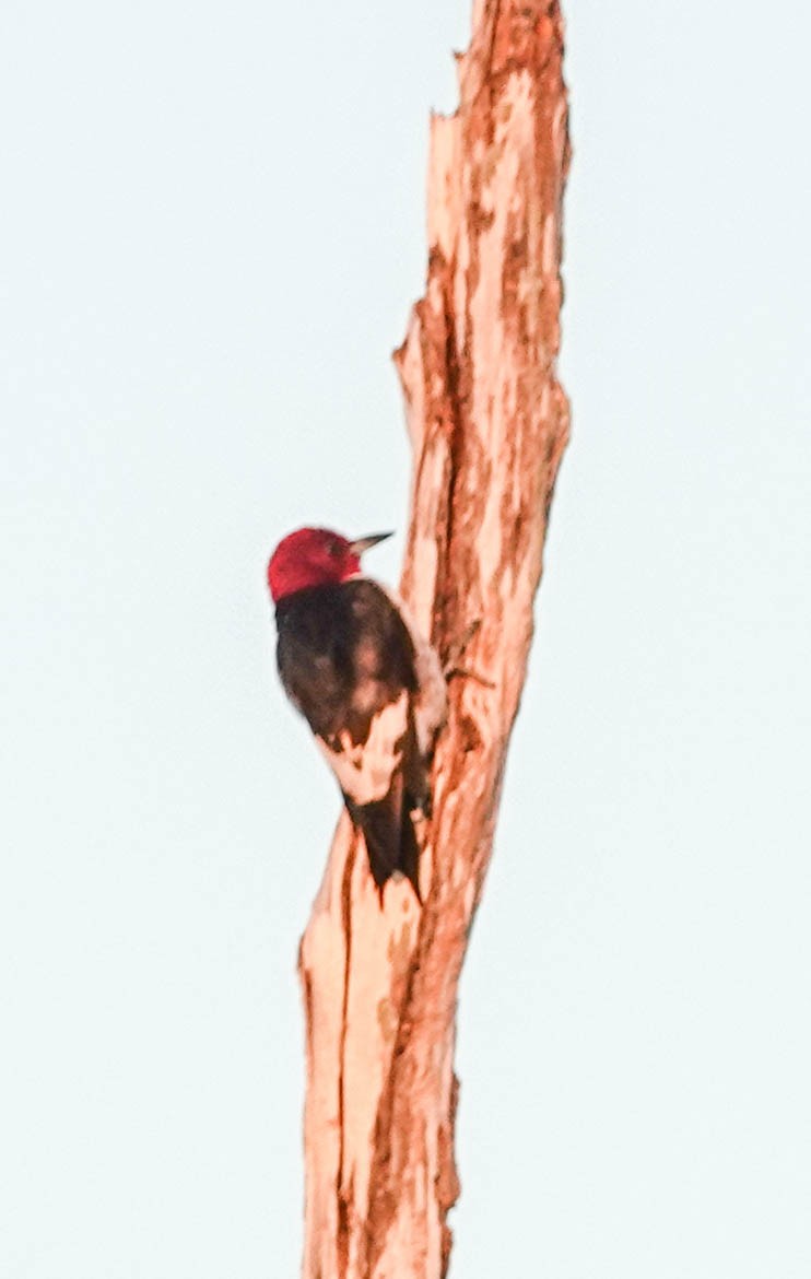 Red-headed Woodpecker - ML143367091