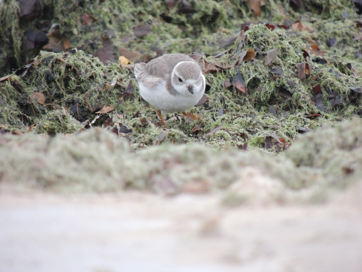 Piping Plover - Jeff Bilsky