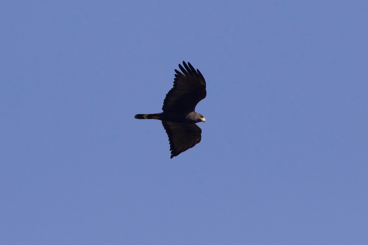 Zone-tailed Hawk - Gabriel Leite