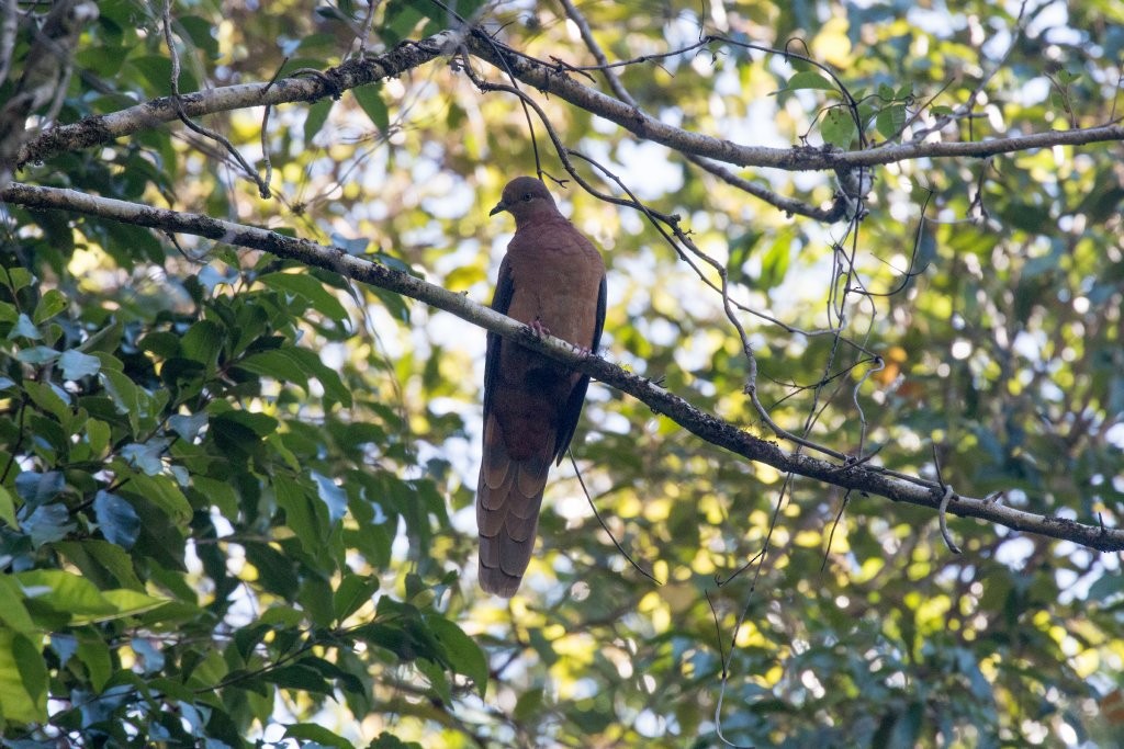 Brown Cuckoo-Dove - Hickson Fergusson