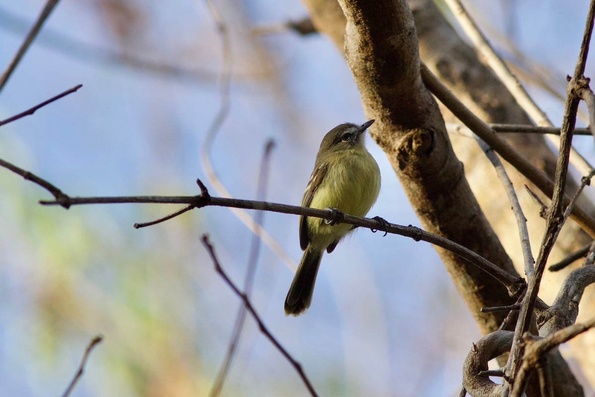 Pale-tipped Tyrannulet - Gabriel Leite