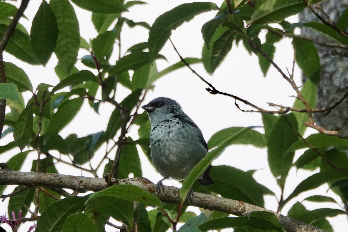 Azure-rumped Tanager - ML143369371