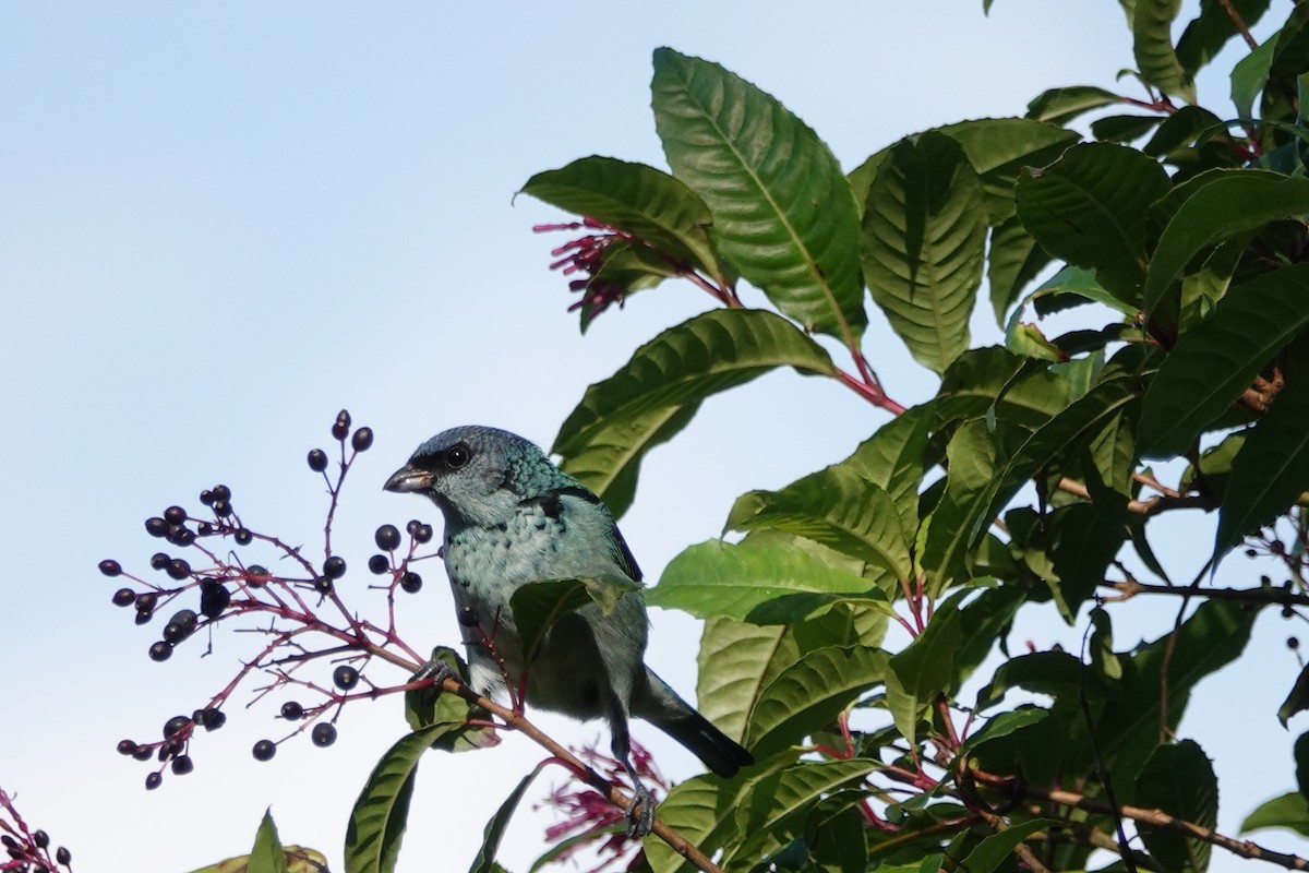 Azure-rumped Tanager - ML143369381