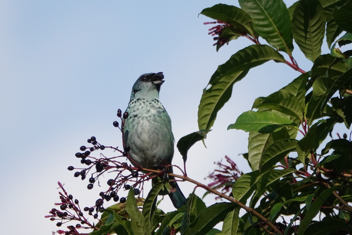 Azure-rumped Tanager - ML143369401