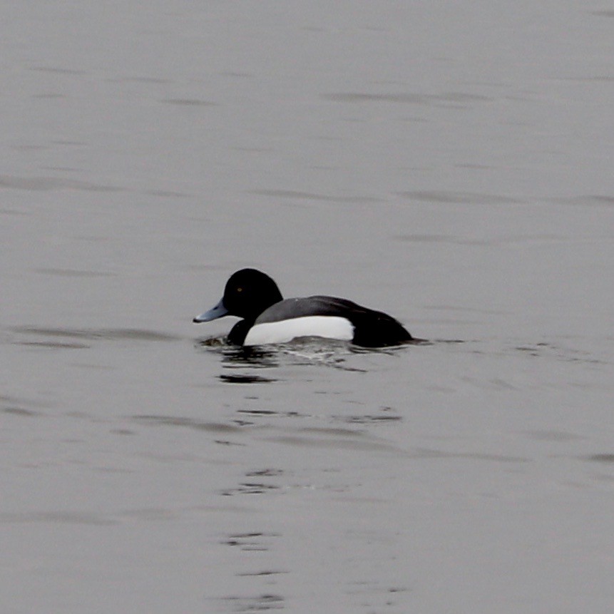Greater Scaup - ML143371531