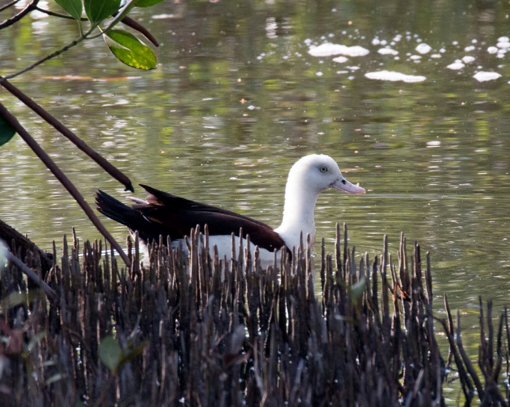 eBird Checklist - 8 Dec 2014 - Cairns Botanical Gardens and Centenary ...