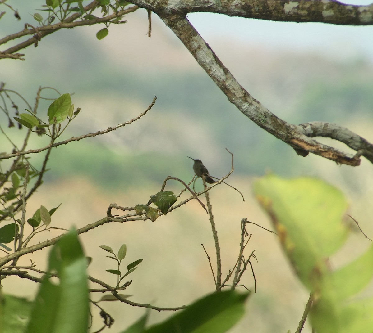 Scaly-breasted Hummingbird - Stuart Malcolm
