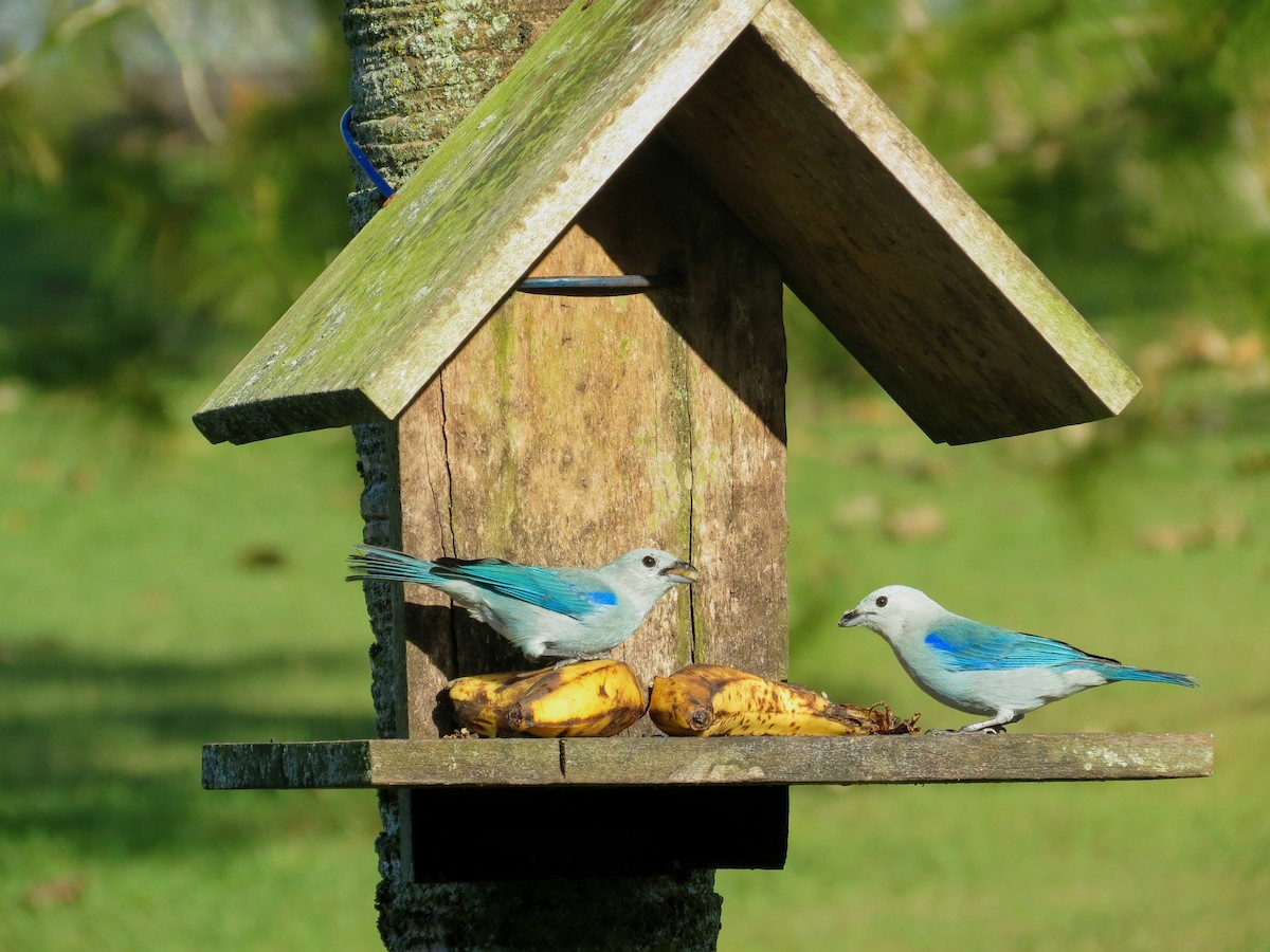 Blue-gray Tanager - ML143377431