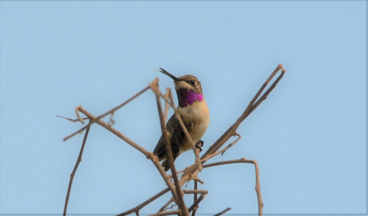 Short-tailed Woodstar - javier lopez