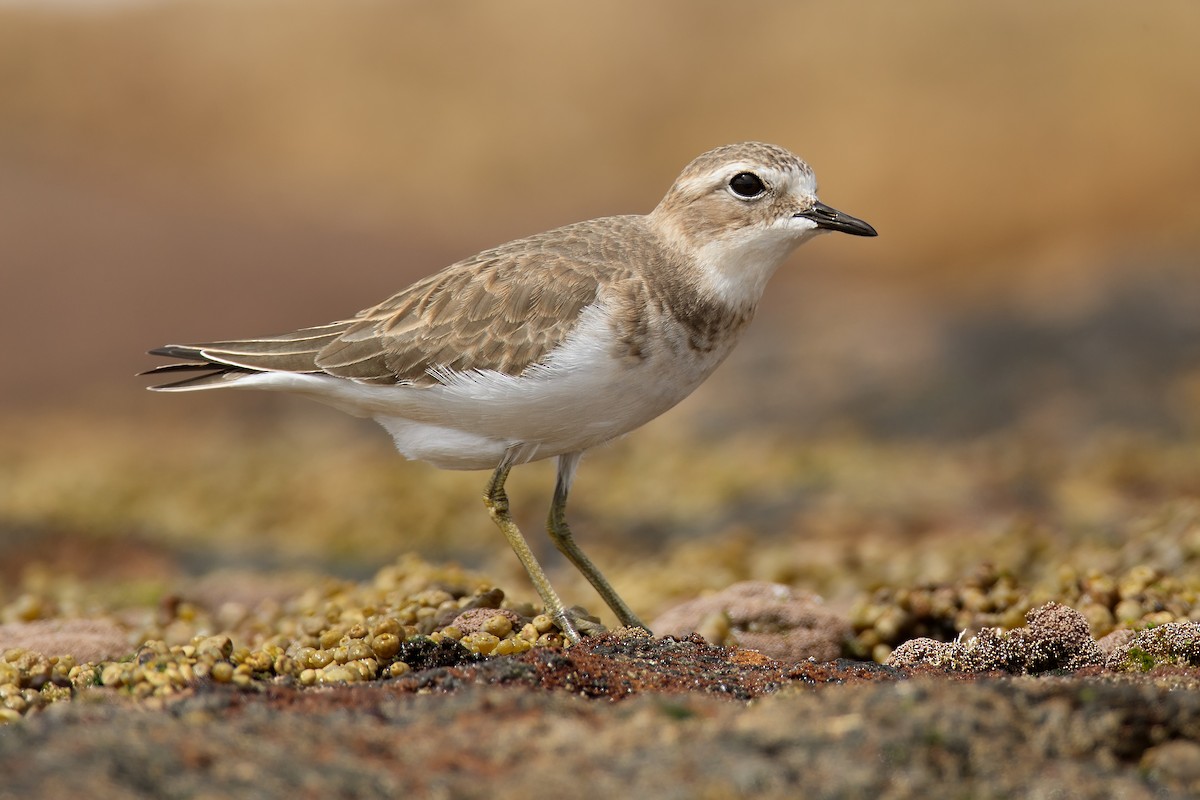 Double-banded Plover - ML143384421