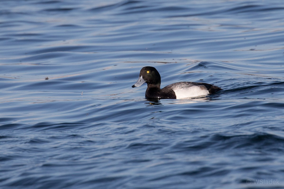 Greater Scaup - ML143385691