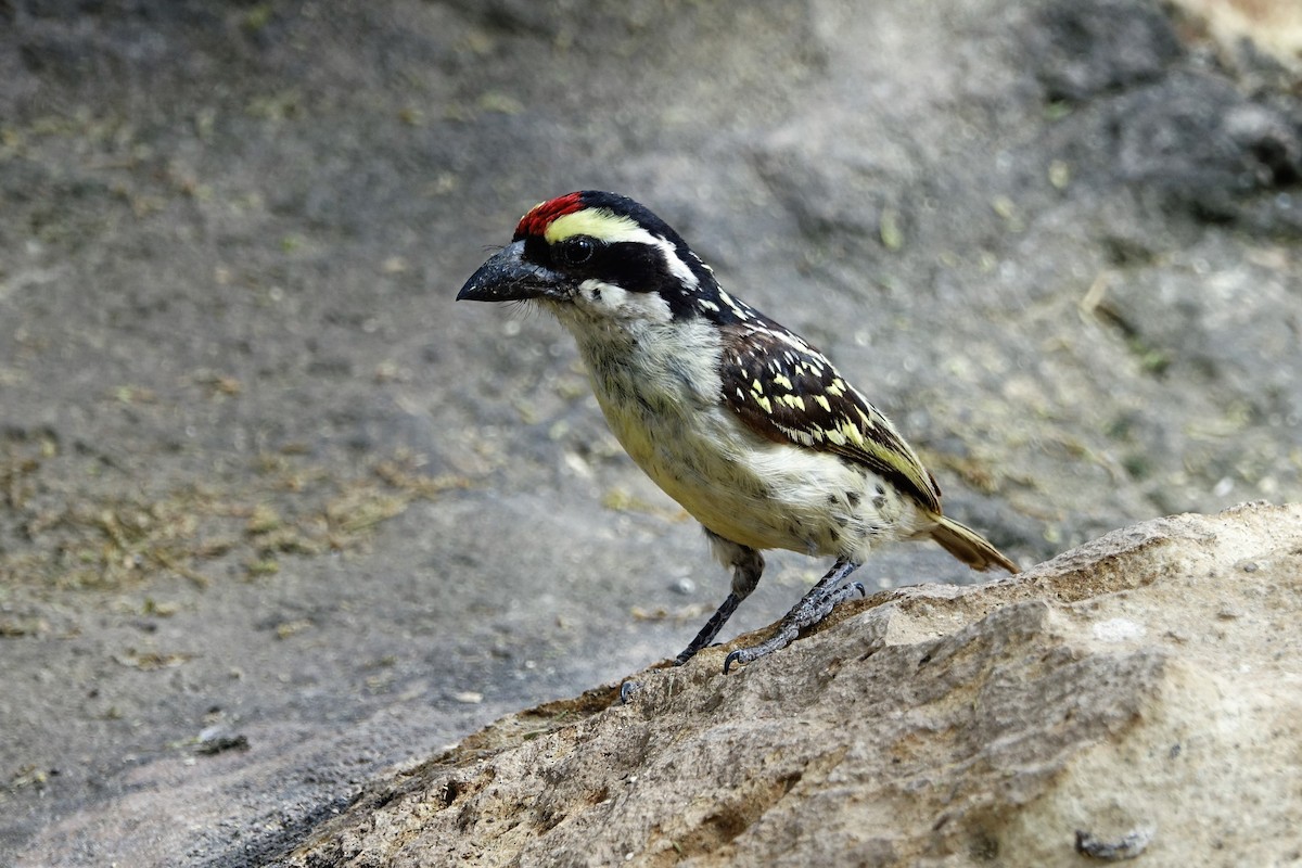 Red-fronted Barbet - Martin Brookes
