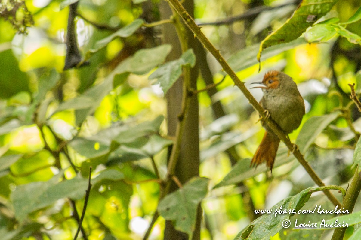 Red-faced Spinetail - ML143389251