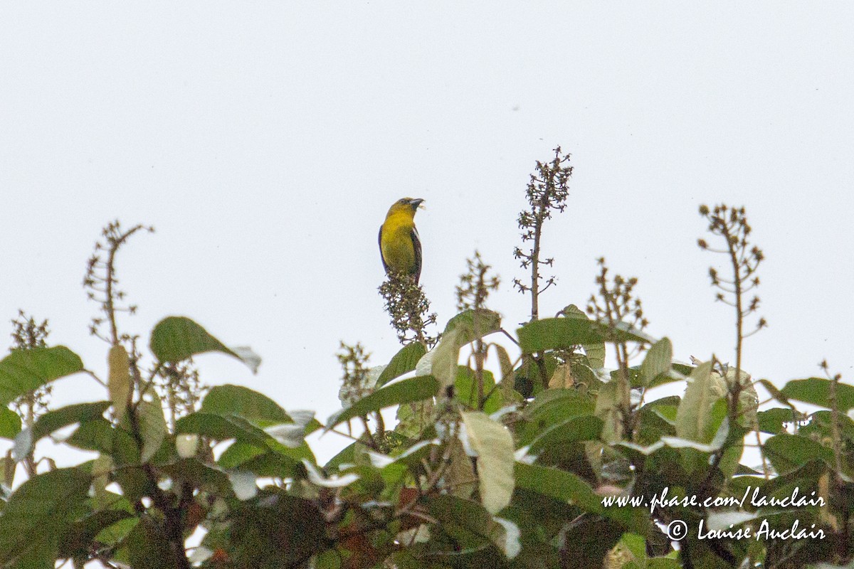 White-winged Tanager - Louise Auclair