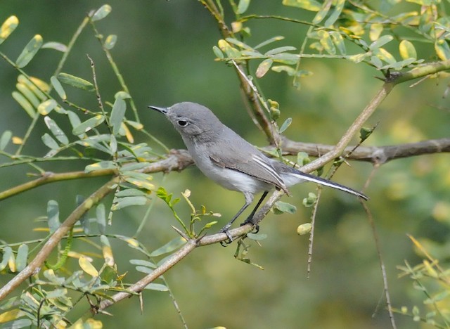 BLUE-GRAY GNATCATCHER  The Texas Breeding Bird Atlas