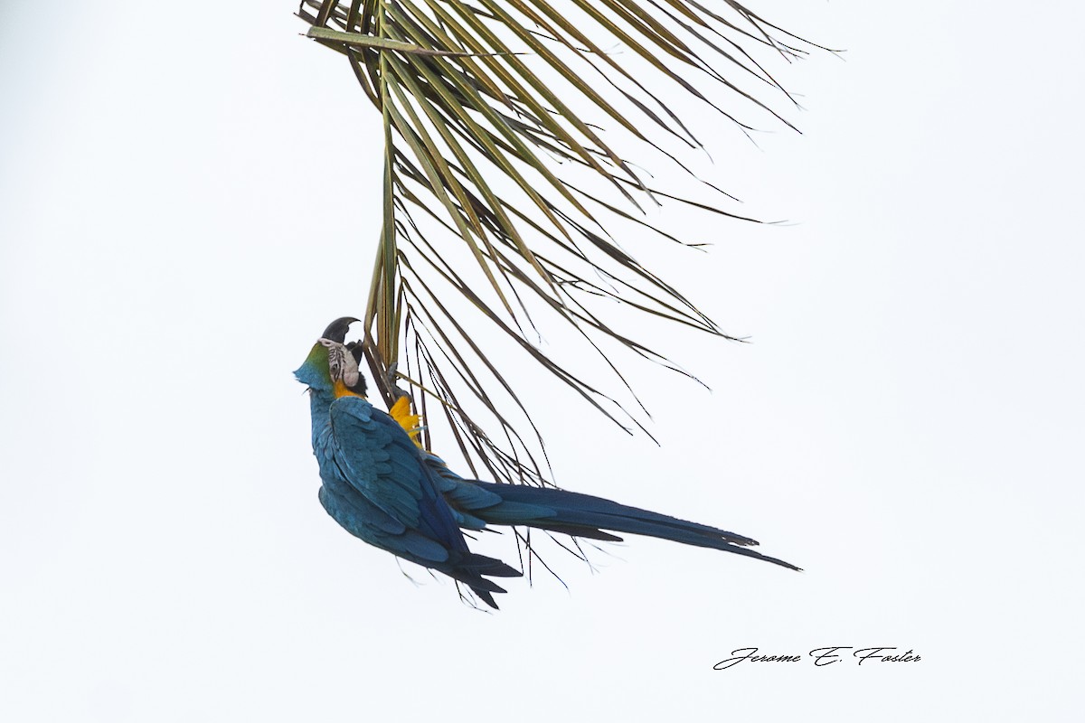 Blue-and-yellow Macaw - Jerome Foster