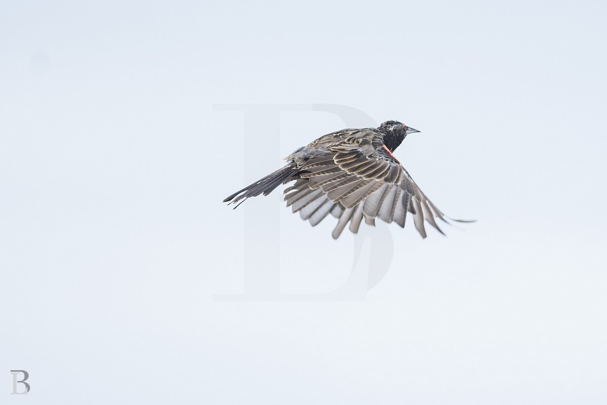 Long-tailed Meadowlark - Lucas Berrigan