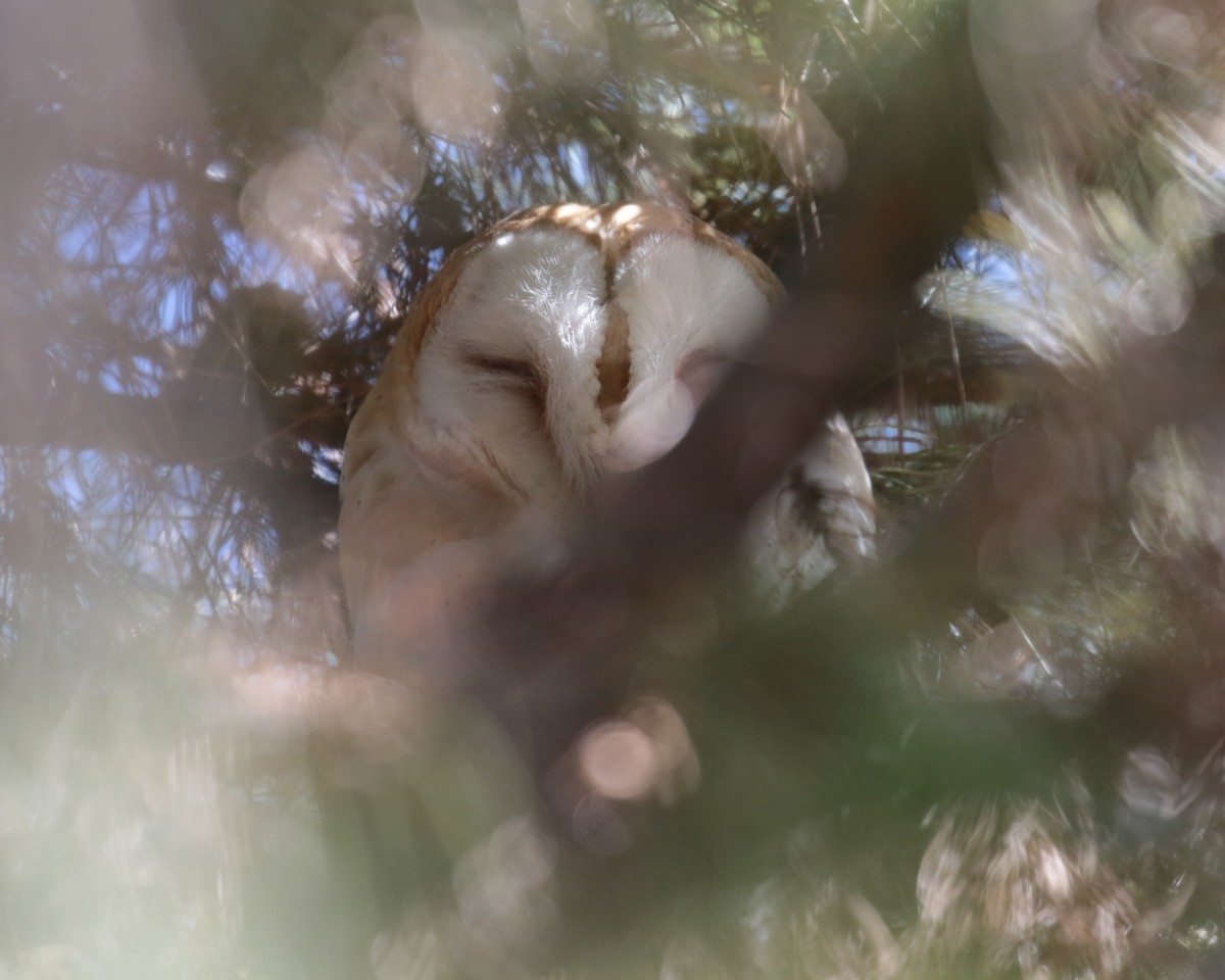 Barn Owl - Letha Slagle
