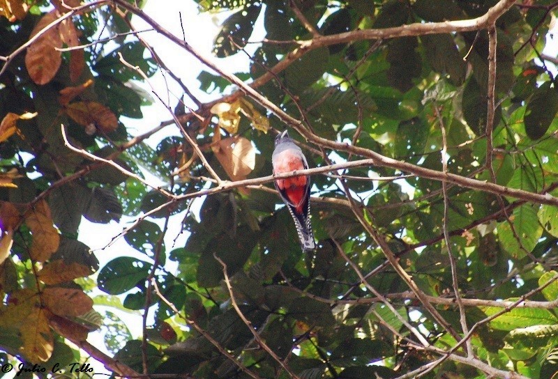 Blue-crowned Trogon - Julio C. Tello - Ikam Expeditions
