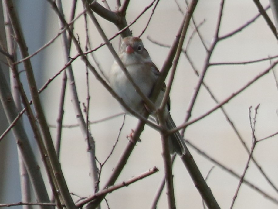 Field Sparrow - Bruce  Purdy