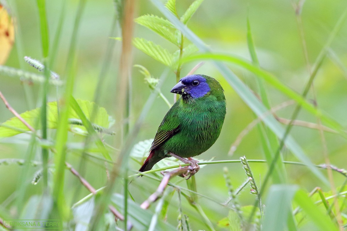 Blue-faced Parrotfinch - ML143416441