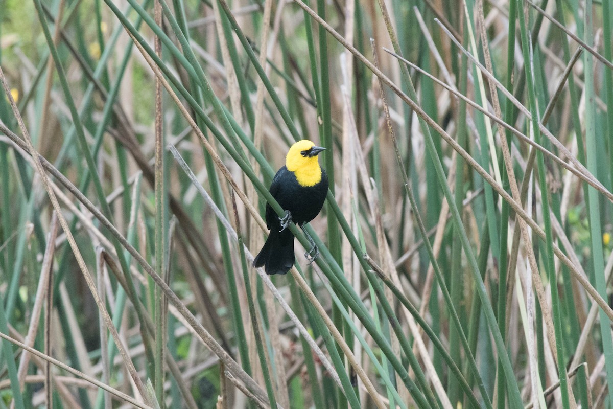 Yellow-hooded Blackbird - ML143417201