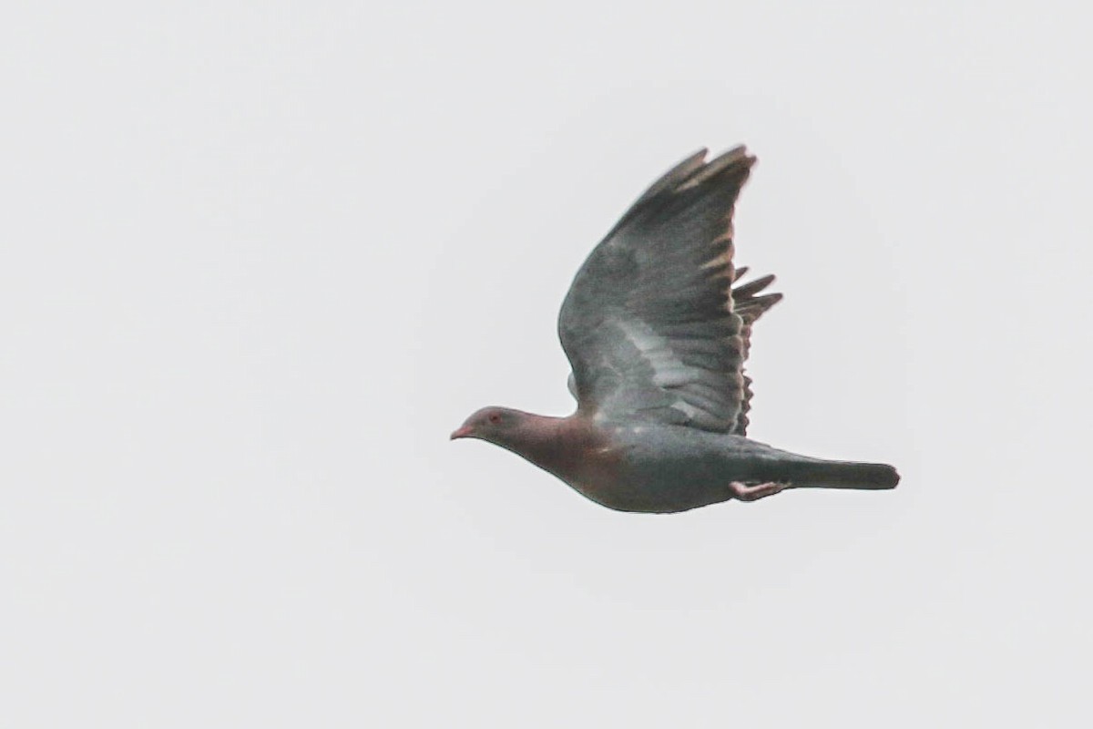 Red-billed Pigeon - Peggy Rudman