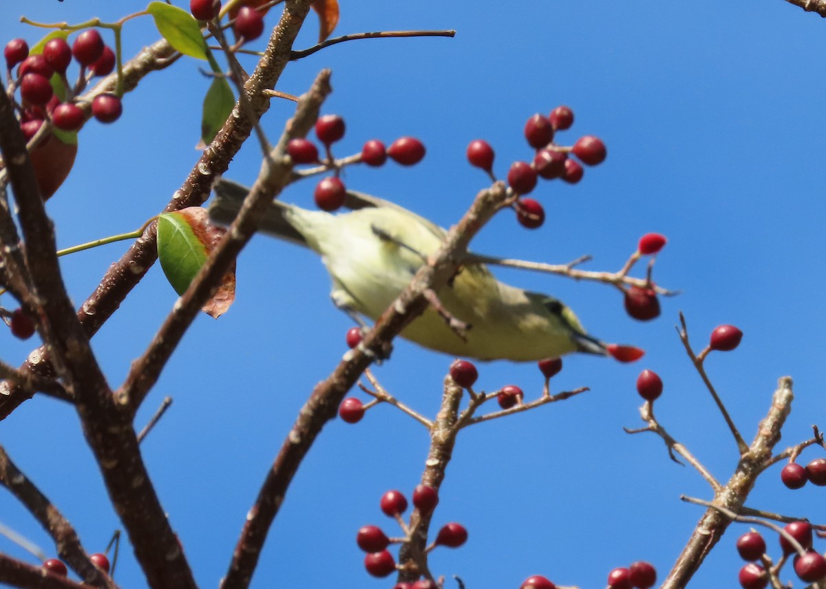Thick-billed Vireo - ML143418841