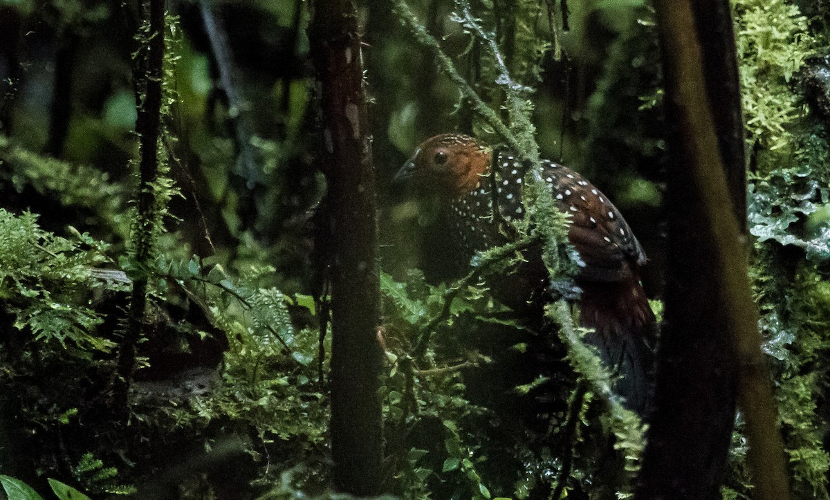 Ocellated Tapaculo - ML143419031