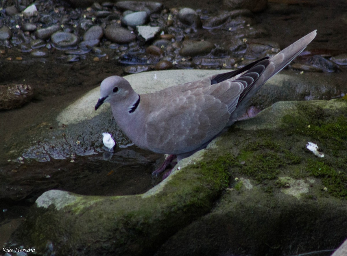 Eurasian Collared-Dove - Enrique Heredia (Birding Tours)