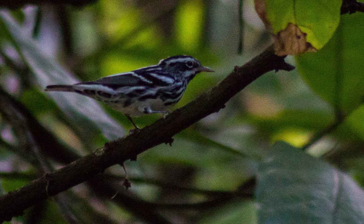 Black-and-white Warbler - Enrique Heredia (Birding Tours)