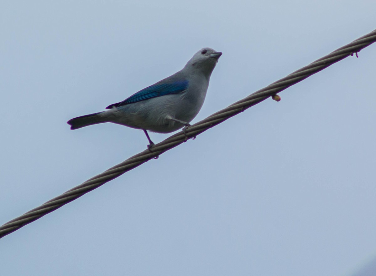 Blue-gray Tanager - Enrique Heredia (Birding Tours)