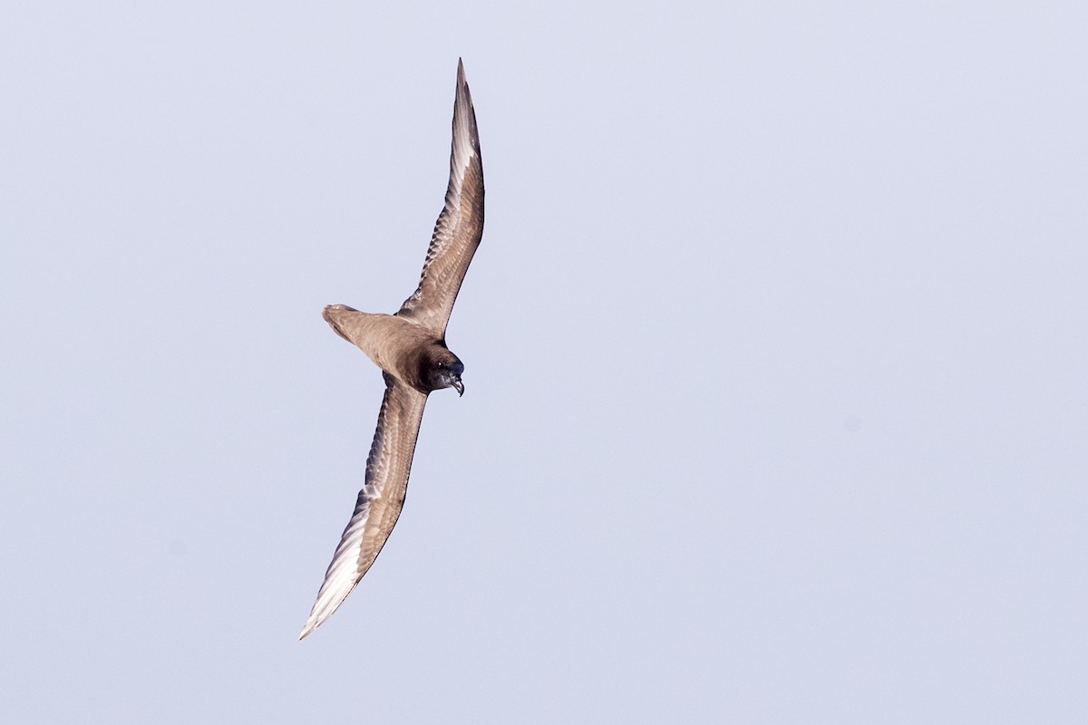 Great-winged Petrel - Laurie Ross | Tracks Birding & Photography Tours