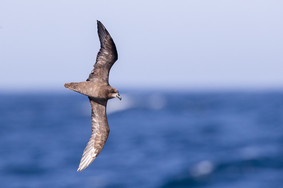 Gray-faced Petrel - Laurie Ross | Tracks Birding & Photography Tours
