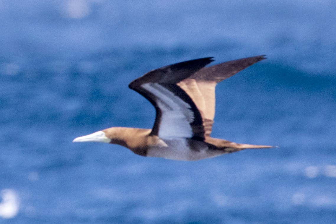 Brown Booby - Laurie Ross | Tracks Birding & Photography Tours