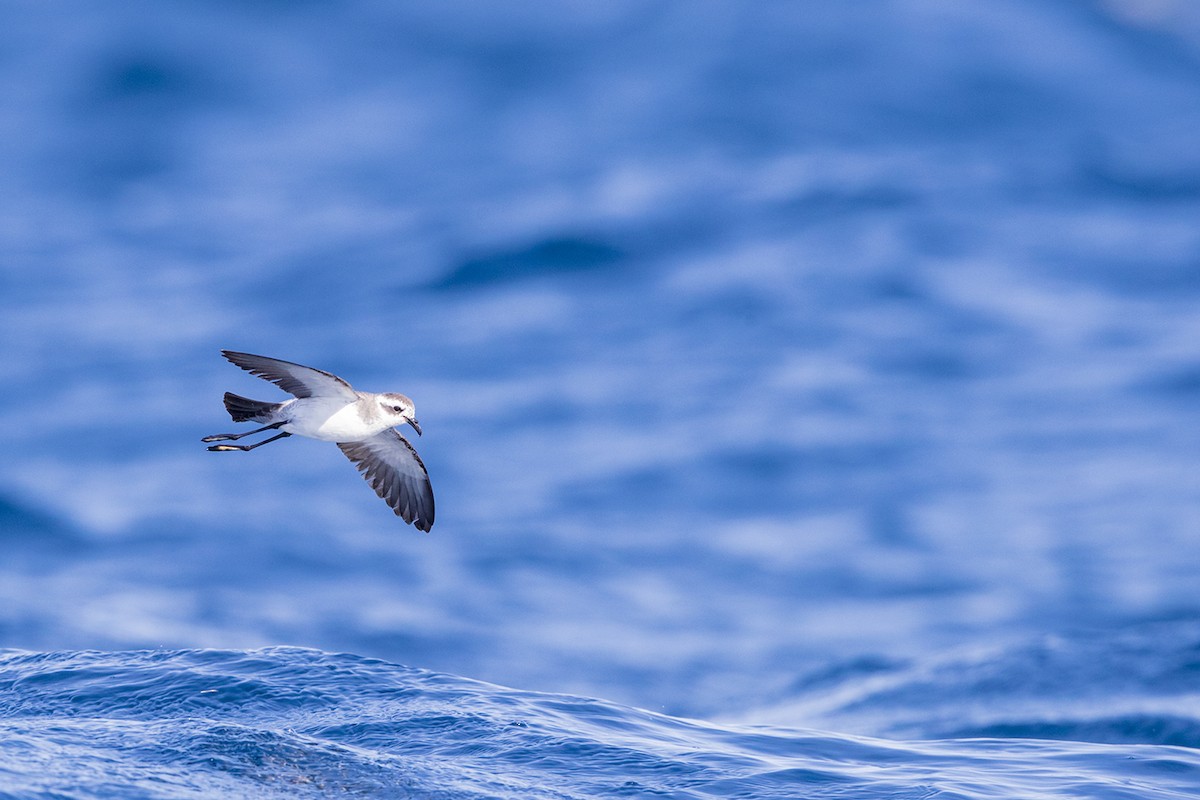 White-faced Storm-Petrel - ML143429651