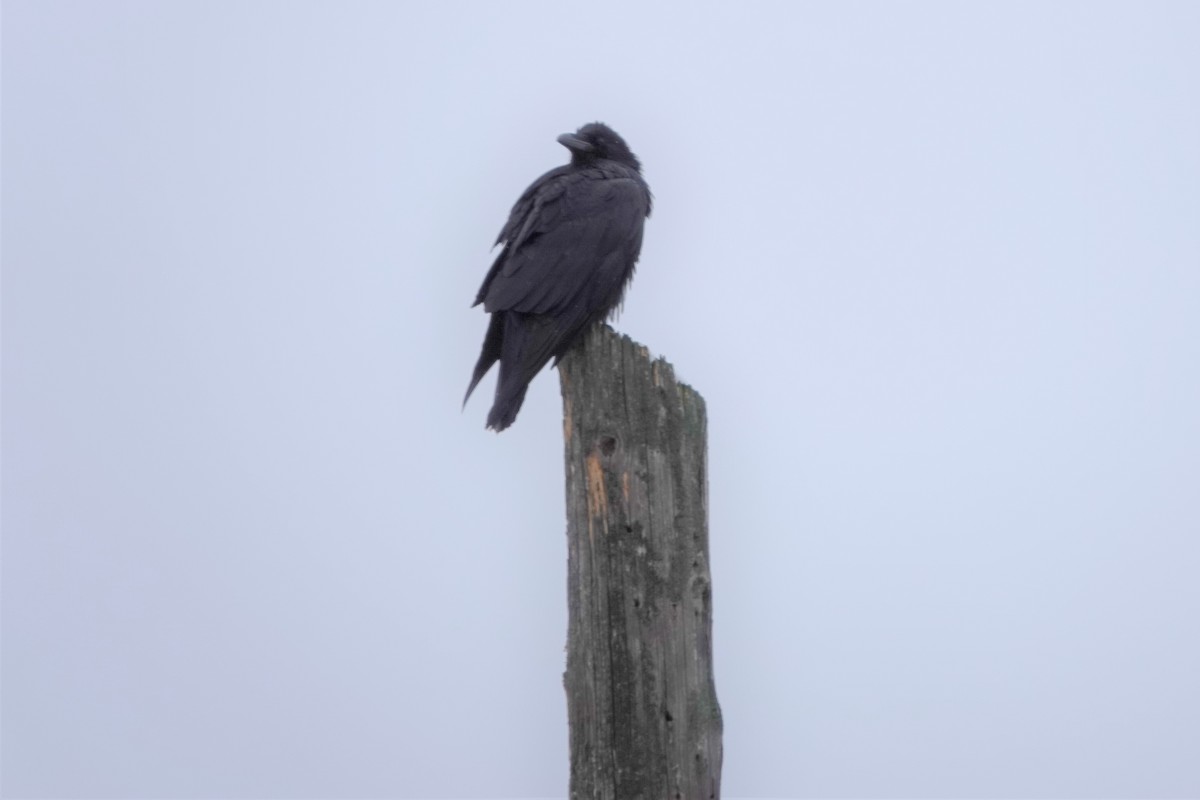 Common Raven - ML143430211