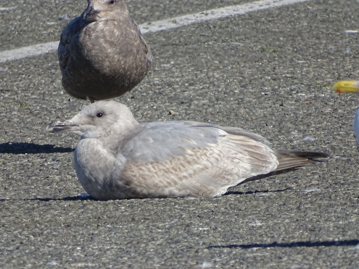 Western/Glaucous-winged Gull - Shey Claflin