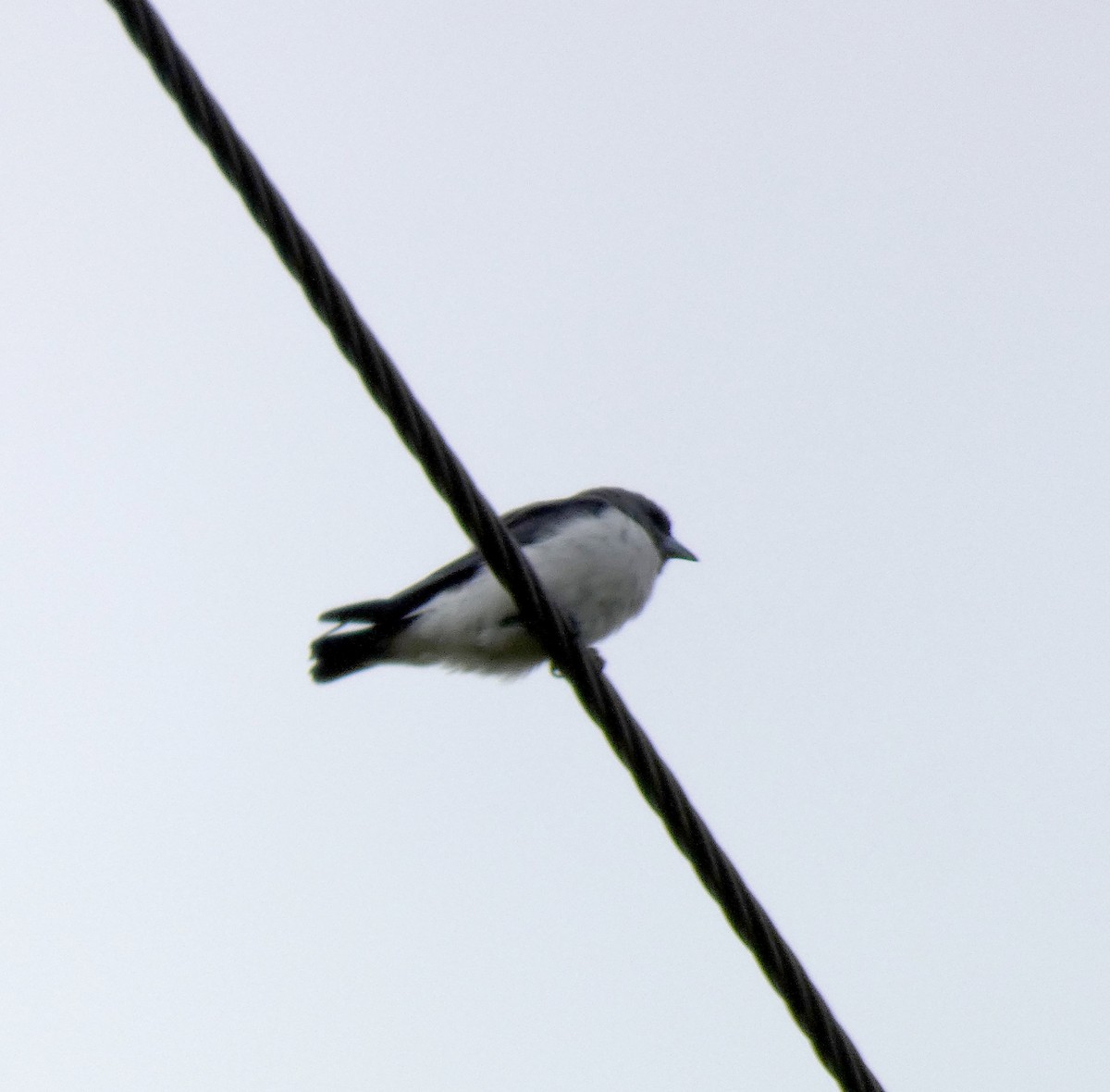 White-breasted Woodswallow - ML143445431