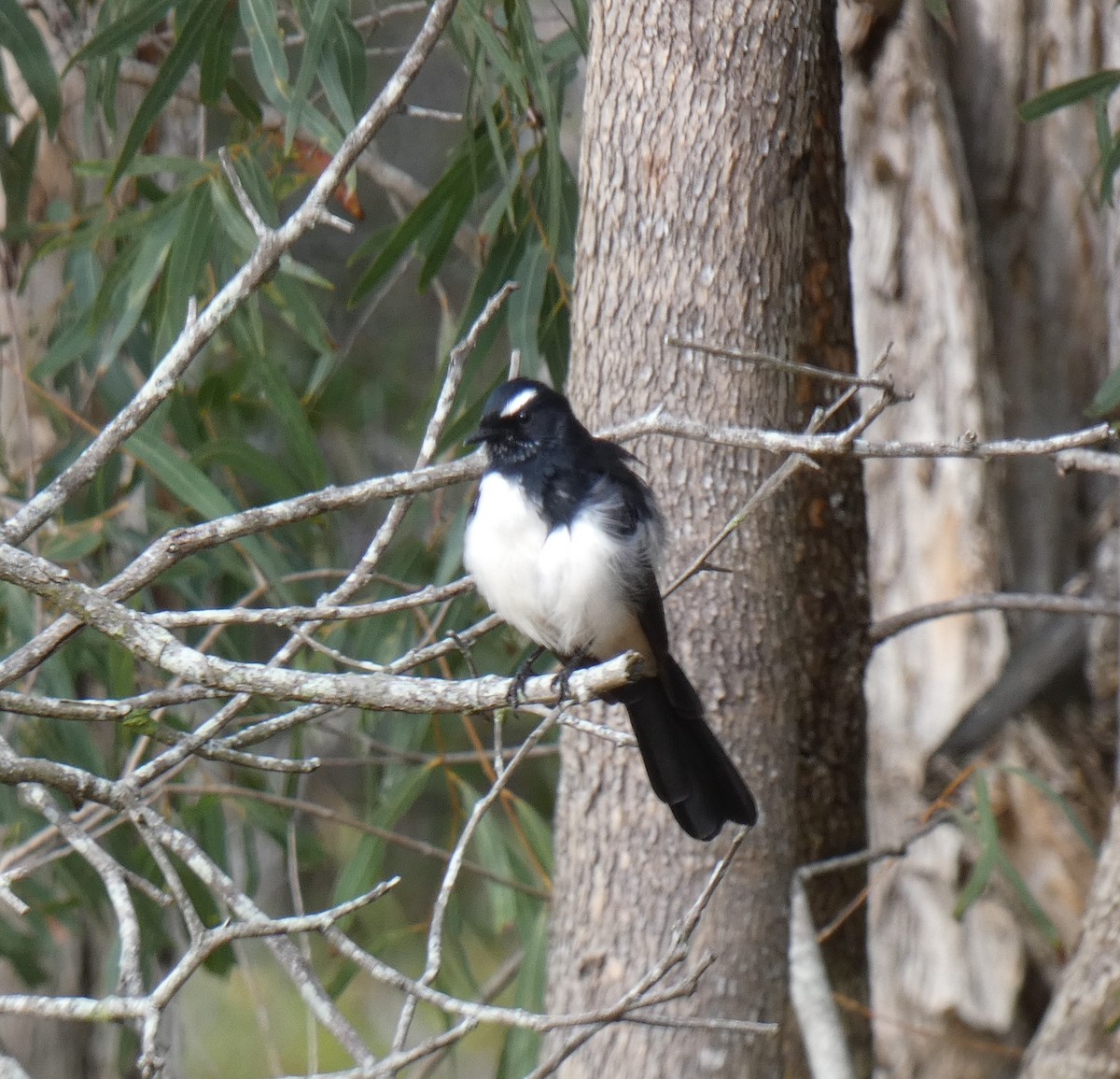Willie-wagtail - ML143445861