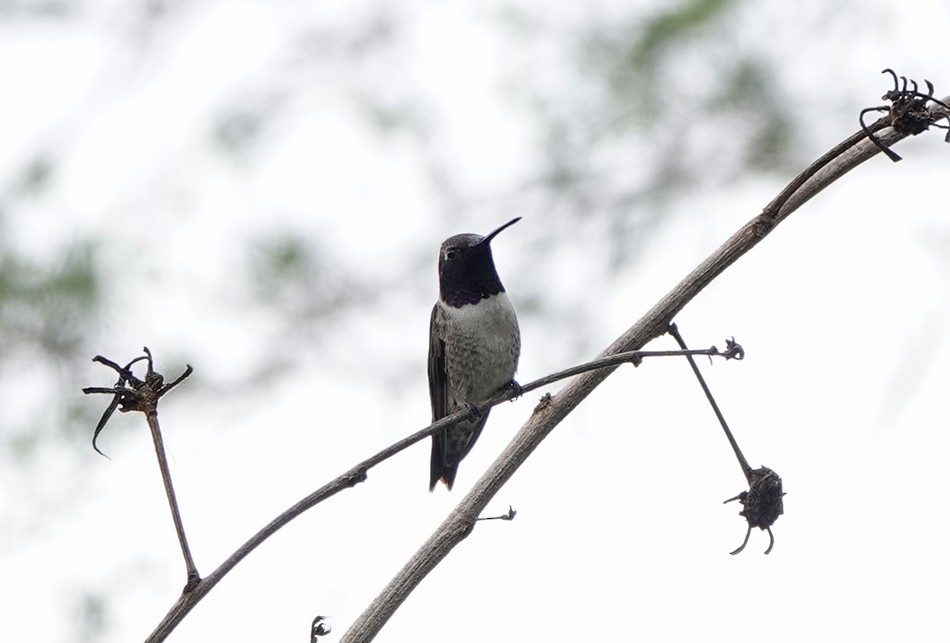 Black-chinned Hummingbird - Sheridan Coffey