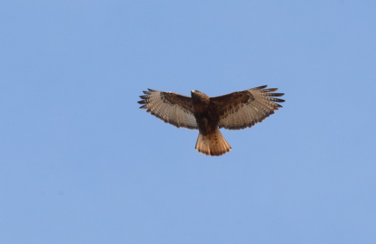 Red-tailed Hawk (calurus/alascensis) - Mark E Land