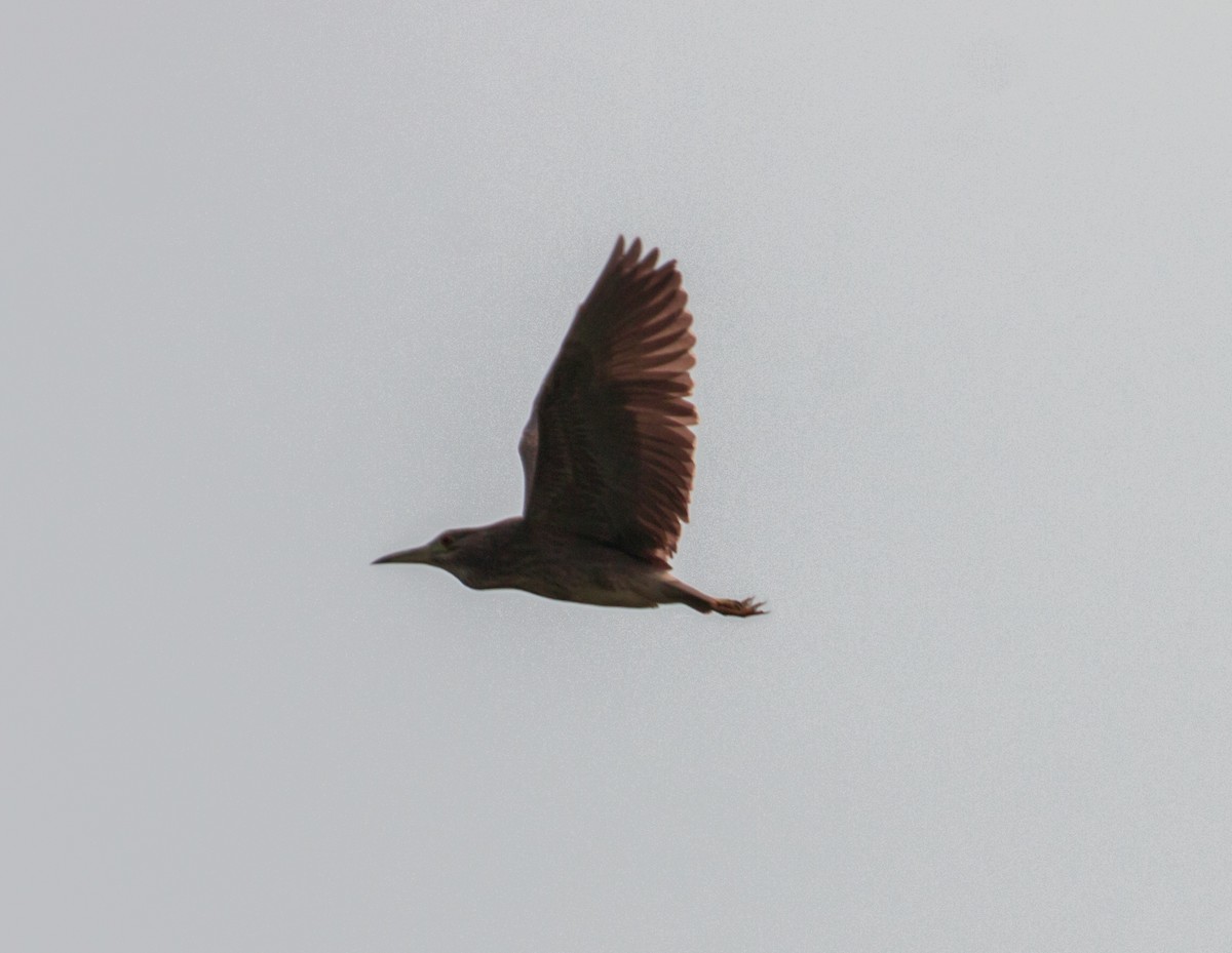 Black-crowned Night Heron - Zaber Ansary -BirdingBD Tours