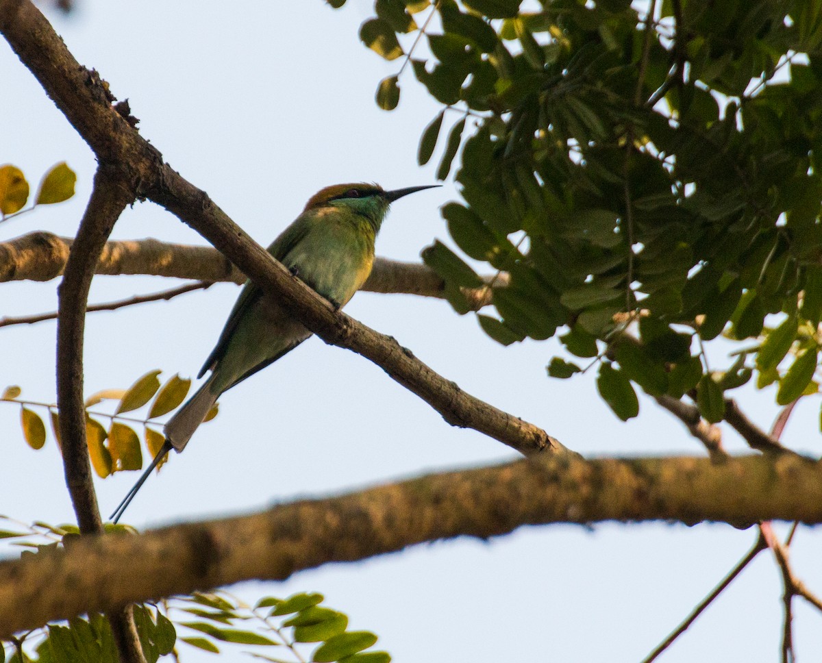 Asian Green Bee-eater - Zaber Ansary -BirdingBD Tours